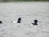 Scaup at Paglesham Lagoon (Steve Arlow) (68516 bytes)